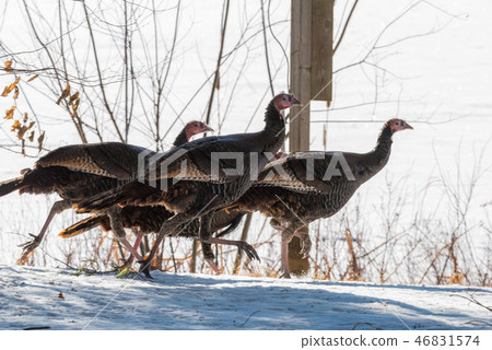 Eastern Wild Turkey hens run in a woodland yard. Eastern Wild Turkey hens run in a woodland yard. 46831574