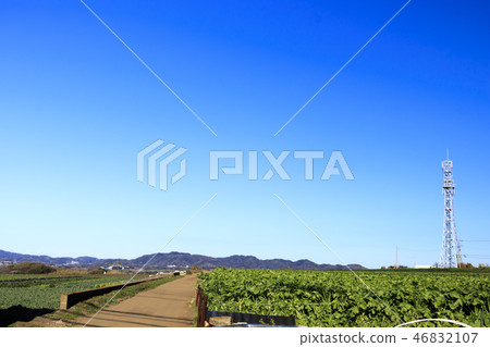 Radish field Radish field 46832107
