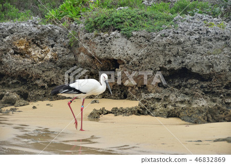 宮古島/鸛 46832869