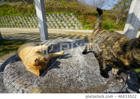 Cat, stray cat, tea tiger, naming, char-bo, clear weather, hinoki cub, rust pattern, female, naming, sabi-chan, cute 46833022