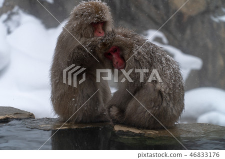 Japanese monkeys (snow monkeys) who are crazy about grooming Japanese monkeys (snow monkeys) who are crazy about grooming 46833176