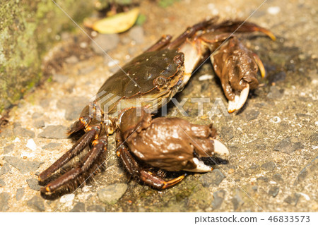 Mokugu crab 46833573