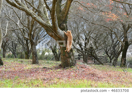 Cat, stray cat, tea tiger, male, naming, charbo, maple, autumn leaves, fallen leaves, tree climbing Cat, stray cat, tea tiger, male, naming, charbo, maple, autumn leaves, fallen leaves, tree climbing 46833708