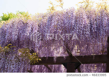 春天紫藤格子 46833995