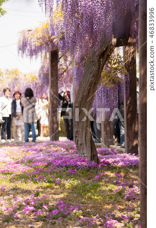 春天的花園 46833996