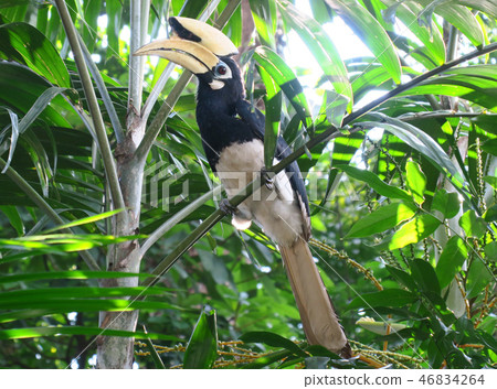 The hornbill The hornbill 46834264