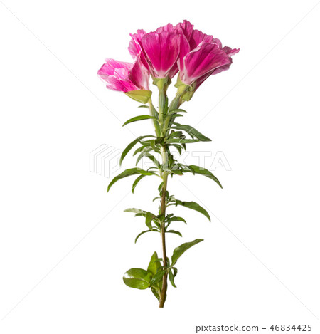 Godetia flower isolated. Godetia flower isolated. 46834425