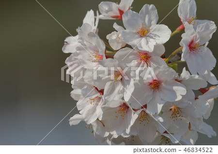 櫻花 46834522