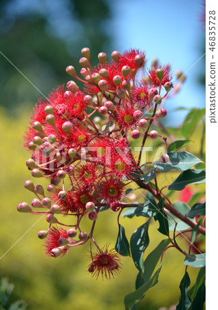 Red flowering gum tree blossoms Corymbia ficifolia 46835728