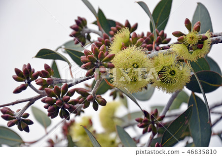 Western Australian native Eucalyptus desmondensis Western Australian native Eucalyptus desmondensis 46835810