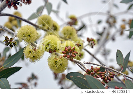 Western Australian native Eucalyptus desmondensis 46835814