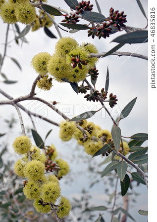 Western Australian native Eucalyptus desmondensis 46835816