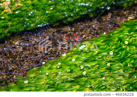 Mishima Bai duck (Mishima plum blossom bloom) flower 46836228