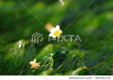 三島白鴨（三島梅花綻放）花 46836229