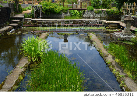 (Shizuoka Prefecture) Village of Mishima plum flower algae 46836311