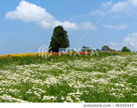 Chamomile fragrant Aoyama herb garden 46836347