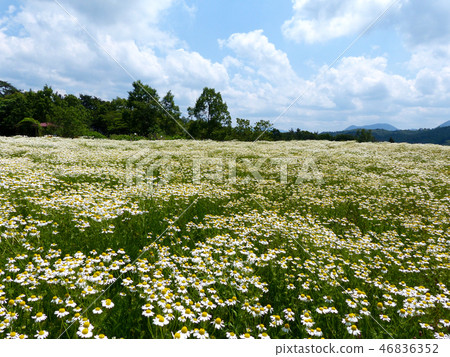 Chamomile fragrant Aoyama herb garden 46836352