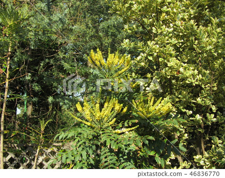 十大功勞的黃色花，也被稱為薄葉冬青南天 46836770