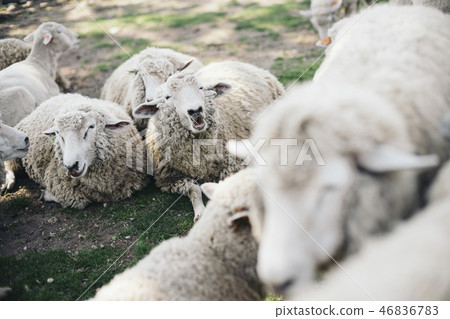 有很多羊 46836783