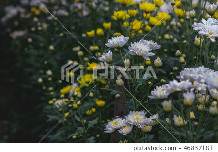 Beautiful small white Chrysanthemum flower, 46837181