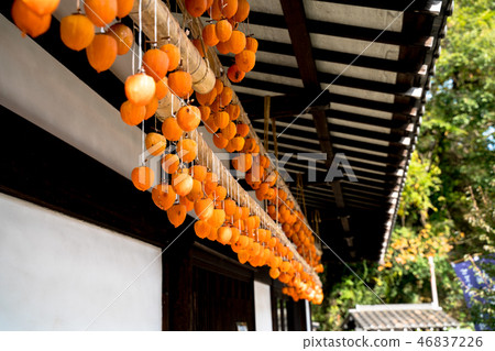 柿餅乾 柿餅乾 46837226