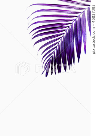 Purple tropical palm leaf against white wall 46837392