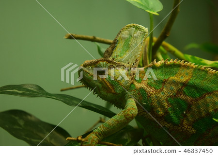 Ebosich cameleon 1 sideways Ebosich cameleon 1 sideways 46837450
