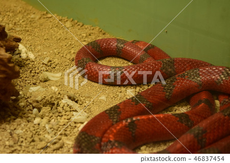 One milk snake Zoo 46837454