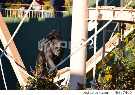 黑猩猩的父母和兩個孩子 46837460