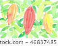 Cacao fruit 46837485