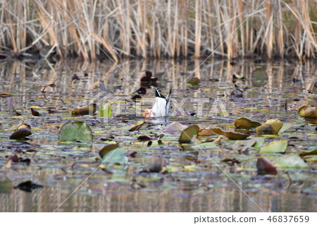 鴨,野鴨,可愛,男性,屁股,潛水,12月,池塘 鴨,野鴨,可愛,男性,屁股,潛水,12月,池塘 46837659