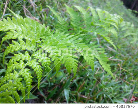 [兵庫縣]新鮮的綠色和清晨蕨類植物 46837670