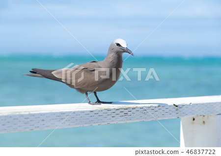 Powered Tern Powered Tern 46837722