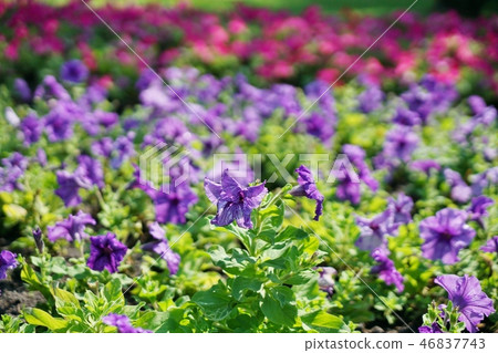 flower, flowers, flower garden 46837743