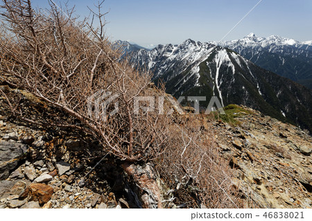 Kaikomagatake, Korazmine larch and Shiramine Miyama 46838021