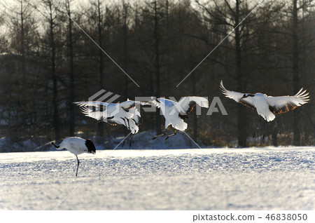Morning of the crane 46838050