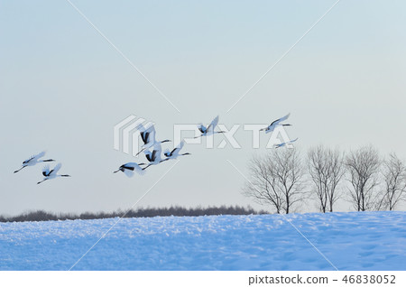 Red-crowned crane Sarunukamui Wetland god 46838052