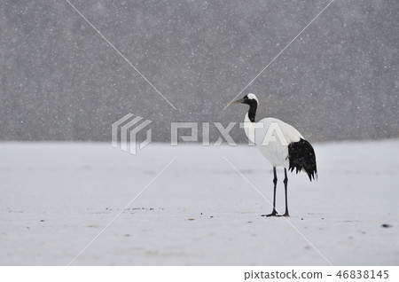 Snow and tan butterfly 46838145