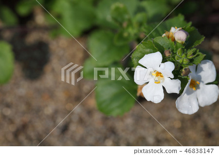 Bacopa flower and rain gutter 46838147