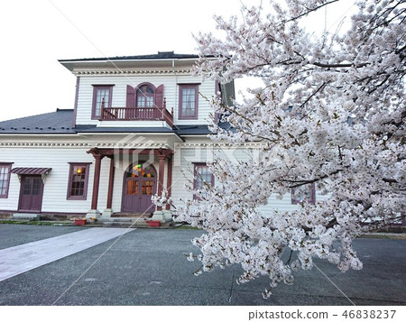 Cherry blossoms in bloom and Western-style building 46838237