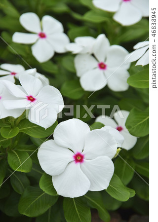 Nichinichiso 46838945