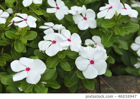 Nichinichiso 46838947