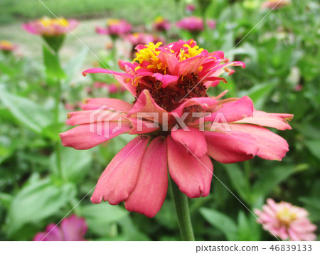 Colourful flowers, Beautiful nature photography 46839133