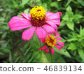 Colourful flowers, Beautiful nature photography 46839134