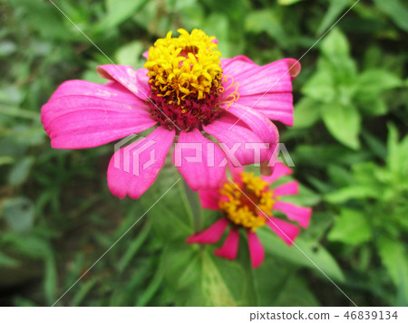 Colourful flowers, Beautiful nature photography 46839134