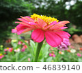 Colourful flowers, Beautiful nature photography 46839140