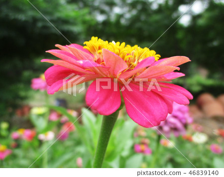 Colourful flowers, Beautiful nature photography 46839140