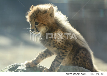 多摩動物園/獵豹寶貝 46839186