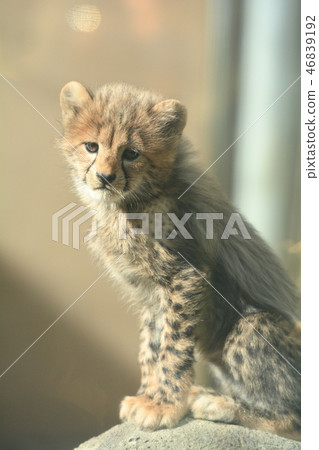 Tama Animal Park / Cheetah baby Tama Animal Park / Cheetah baby 46839192