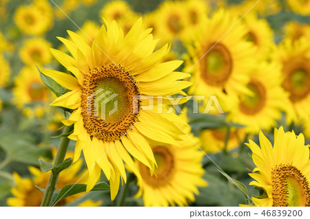 太陽花田 46839200